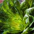 Almeirão: o vegetal nutritivo ideal para sua horta caseira