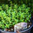 Como cultivar tomilho em casa e escolher o melhor lugar