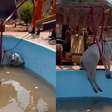 Bombeiros usam escavadeira para resgatar boi que caiu em piscina em Mato Grosso