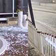 Chuva de granizo causa estragos em Florianópolis: 'Pedras do tamanho de bolas de golfe'