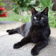 Gatos conseguem ver fantasmas? Conheça essa e outras crendices associadas aos felinos