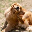 Skincare pet: cuidados especiais para pelagem clara