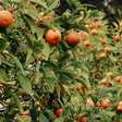 Você sabia que plantar uma árvore no quintal pode ajudar o planeta? Conheça 5 frutíferas nativas
