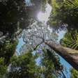 Maiores árvores do mundo podem guardar o segredo para lidar com as secas