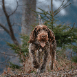 Cesky fousek: essa raça de cachorro se destaca pelo visual rústico e pela natureza astuta