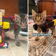 Com apenas 10 cm de altura, gatinho paralisado ganha cadeira de rodas feita com réguas e carrinhos Hot Wheels após veterinária ter ideia criativa: equipamento improvisado devolveu a mobilidade e permitiu ao filhote andar e brincar com seus irmãos felinos