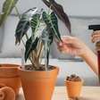 Alocasia: conheça planta exótica que virou febre nos lares mais sofisticados