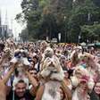 Mais de 1.000 shih tzus tomam conta da Avenida Paulista e vídeos chamam atenção na internet