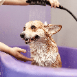 Seu cachorro toma banho na frequência certa? Veja 6 fatores que ajudam a descobrir