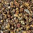 Um dos cafés mais caros do mundo passa pelo sistema digestivo de um animal e sua história começou em um contexto de exploração colonial