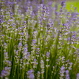 Lavanda ajuda a relaxar? Conheça 7 benefícios da planta para a saúde