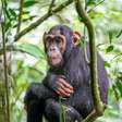 Chimpanzés se interessam por cristais; entenda o que estudo revela sobre essa atração