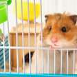 Serial killer de hamsters: homem é detido no Japão por exterminar 50 hamsters; acusado de maus-tratos contra pequenos roedores choca o país com atos de crueldade e vira alvo de investigação de autoridades locais