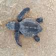 Indústria alagoana apoia conservação da fauna marinha
