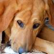 Fim das correntes e enforcadores: São Paulo sanciona lei rígida para proteger cães e gatos de maus-tratos