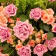 Festa de Flores e Morangos inicia nesta sexta