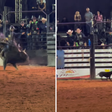 Cadela invade arena de rodeio e 'desafia' touro; veja o vídeo