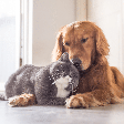 Seu pet está ansioso? Veja cuidados para tornar a rotina de cães e gatos mais tranquila