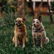 Filhotes chamam atenção primeiro, mas cães idosos têm vantagens que podem fazer diferença dentro de casa