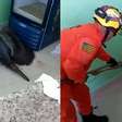 Tamanduá-bandeira é resgatado dentro de cozinha de clube em Caldas Novas (GO); veja