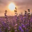 Lavanda: veja como cultivar a planta perfumada no Brasil