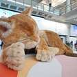 Hong Kong tem algo que muitos aeroportos invejariam; não é um novo terminal: é um gato gigante e interativo