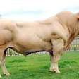 A raça de vacas Rubia Gallega está desaparecendo devido a um problema natural: a qualidade do seu sêmen