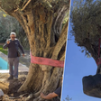 "É extraordinário, não se faz todo dia": o incrível trabalho de transportar uma oliveira de 500 anos e 6 mil quilos para um jardim particular