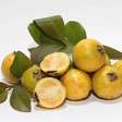 Frutinha amarela da Mata Atlântica lembra goiabada com queijo e transforma o jardim em ponto de encontro de pássaros