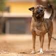 Prender cães e gatos com correntes passa a ter novas restrições, mas a regra não vale para todo o Brasil