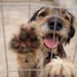 Atendimentos veterinários e feiras de adoção integram a programação da Causa Animal em setembro