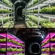 Da poluição ao cultivo verde: cientistas chineses propõem transformar minas de carvão abandonadas em fazendas subterrâneas gigantes
