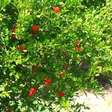 Esta é a árvore frutífera ideal para o seu jardim: quase sem raízes, não racha o solo e oferece boa sombra