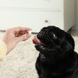 Parece inofensivo, mas pode fazer mal: 7 soluções caseiras perigosas para cães e gatos