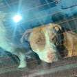 Cães que mataram homem no Litoral Norte fugiram do pátio derrubando portão