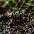 Cientistas descobrem na Tailândia nova espécie de planta chamada flor-do-diabo