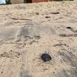 Manchas de óleo voltam a atingir praias de Alagoas; origem é desconhecida