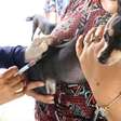 Recife inicia campanha antirrábica anual para vacinação de cães e gatos neste sábado (12); veja locais
