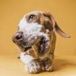Seu cachorro lambe muito as patas? Comportamento pode indicar problema