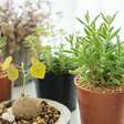 Pouco espaço, muito verde: 5 plantas pequenas que cabem em qualquer cantinho