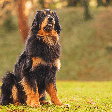 Hovawart: conheça o cachorro alemão que tem forte instinto protetor e apego à família