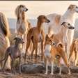 Magros por natureza: raças de cães que surpreendem pelo corpo esguio