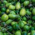 O vegetal mais odiado é um dos mais poderosos. Conheça os benefícios do jiló e como prepará-lo