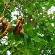 Árvore tropical e frutífera que muitos ignoram pode crescer com facilidade em qualquer quintal