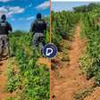 Operação localiza e erradica mais de 44 mil pés de maconha no Sertão de Pernambuco