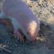 "Fada-rosa" reaparece na Argentina e chama atenção para o fascinante mundo dos tatus