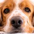 O luto silencioso entre os pets: como os animais da casa reagem à perda de um companheiro