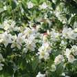 Jardim perfumado: 5 plantas diferentes que podem despertar memórias pelos aromas