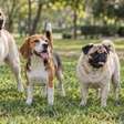 Apetite de sobra: raças de cães que apresentam maior tendência a engordar