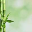 Bambu pode ser um superalimento